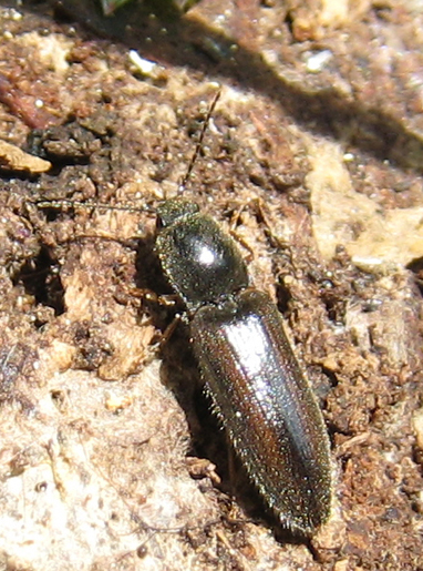 Elateridae: probabile Athous sp.